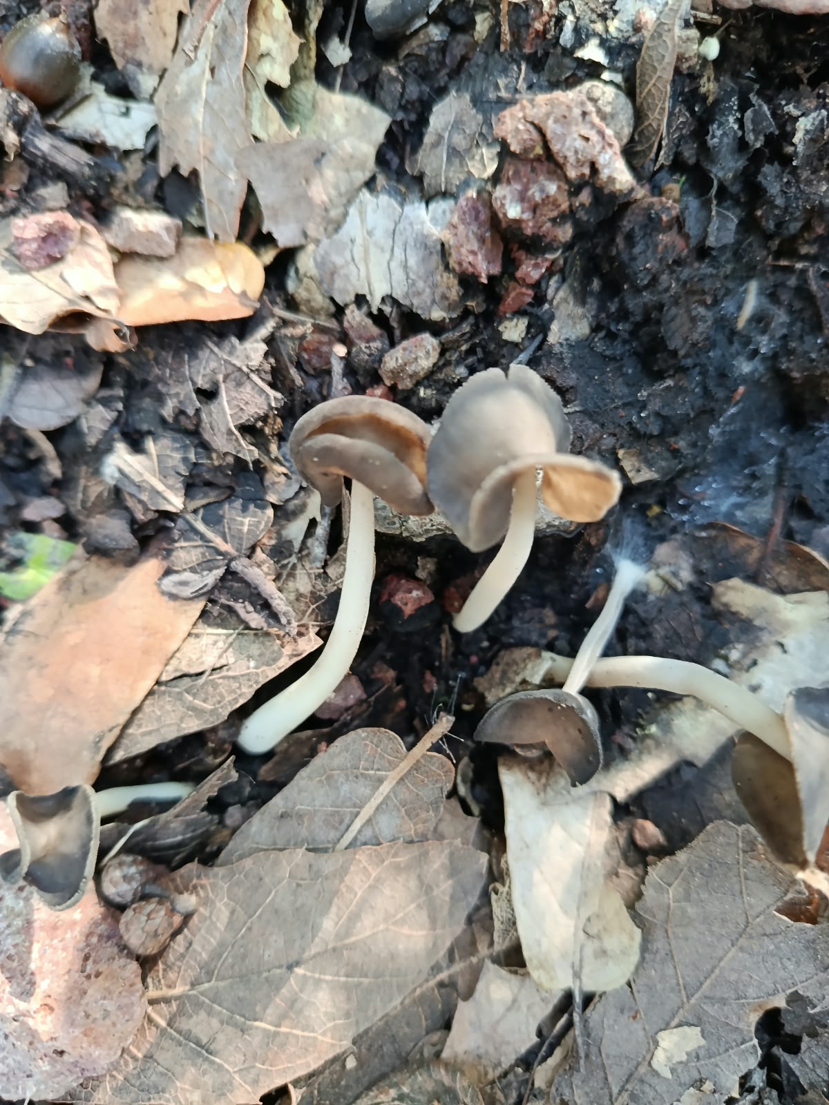 Búsqueda e identificación de hongos