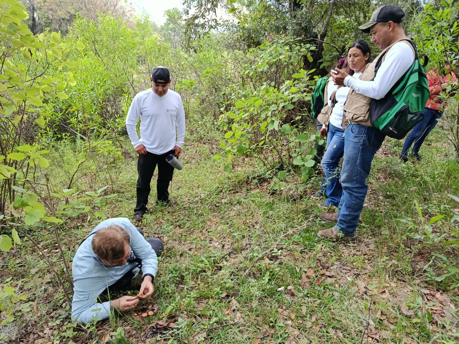Búsqueda e identificación de hongos