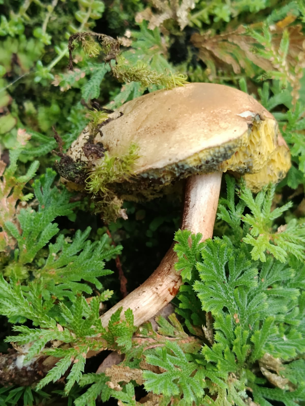 Búsqueda e identificación de hongos