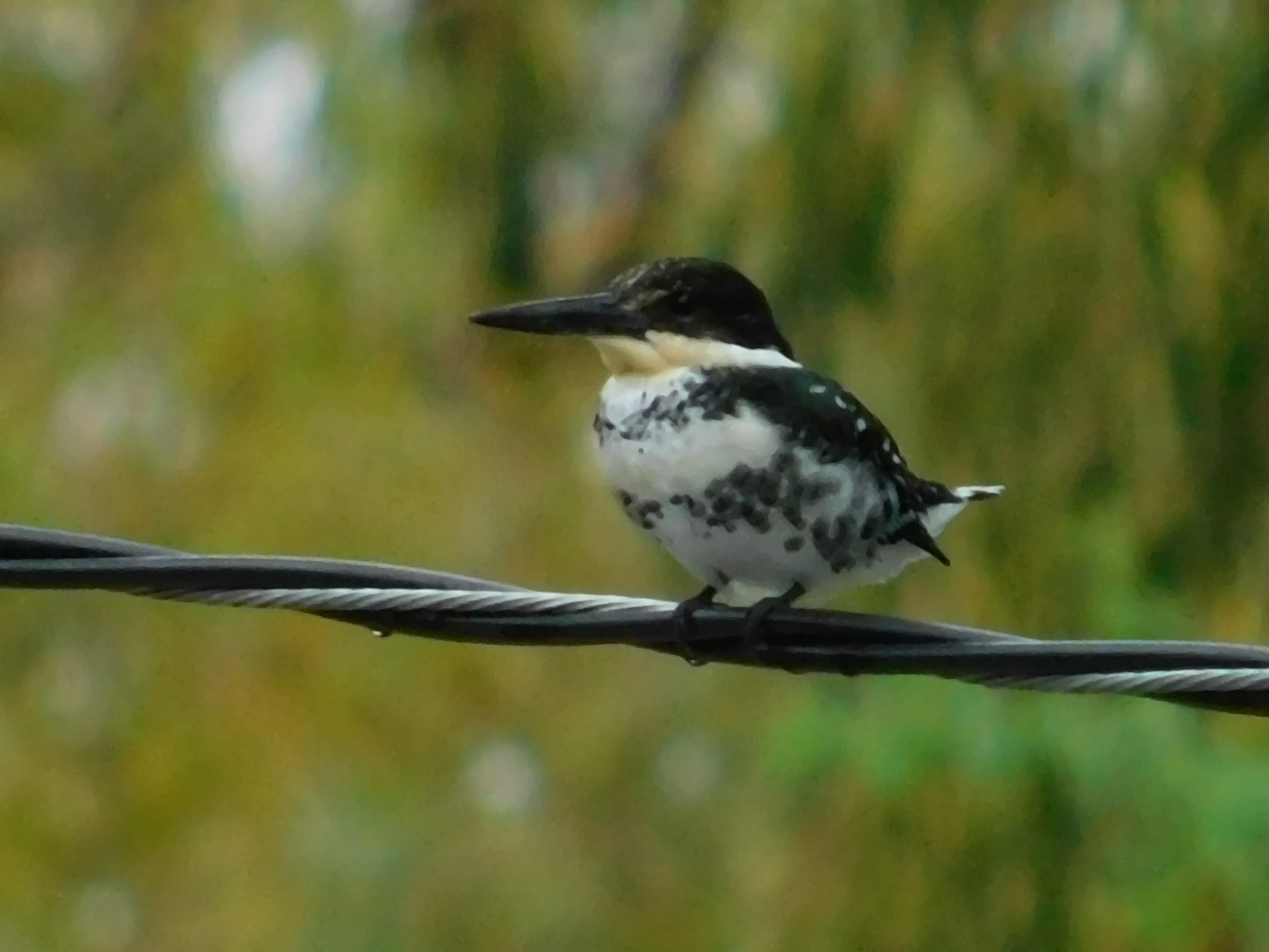 Observación de aves