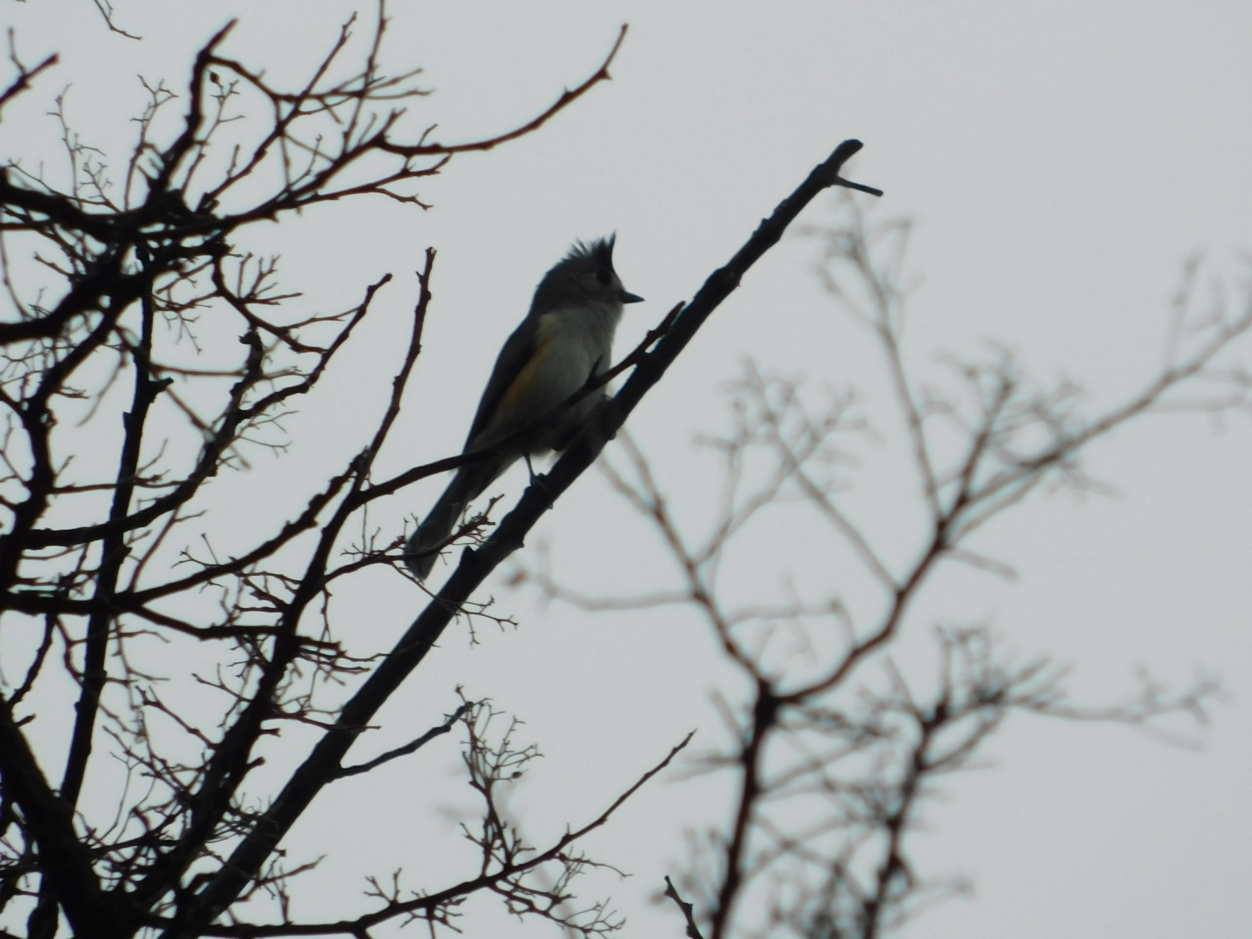 Observación de aves